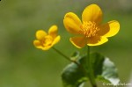 Sumpfdotterblume Sumpfdotterblume