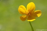 Sumpfdotterblume Sumpfdotterblume