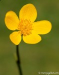 Sumpfdotterblume Sumpfdotterblume