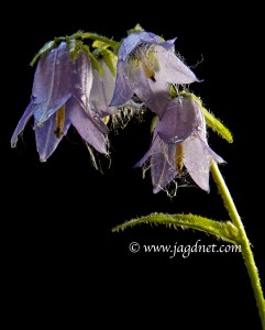 Bärtige Glockenblume