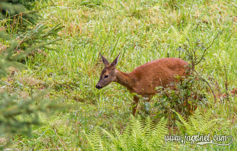 sommer-jagd-2016-3