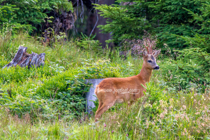 sommer-jagd-2016-5