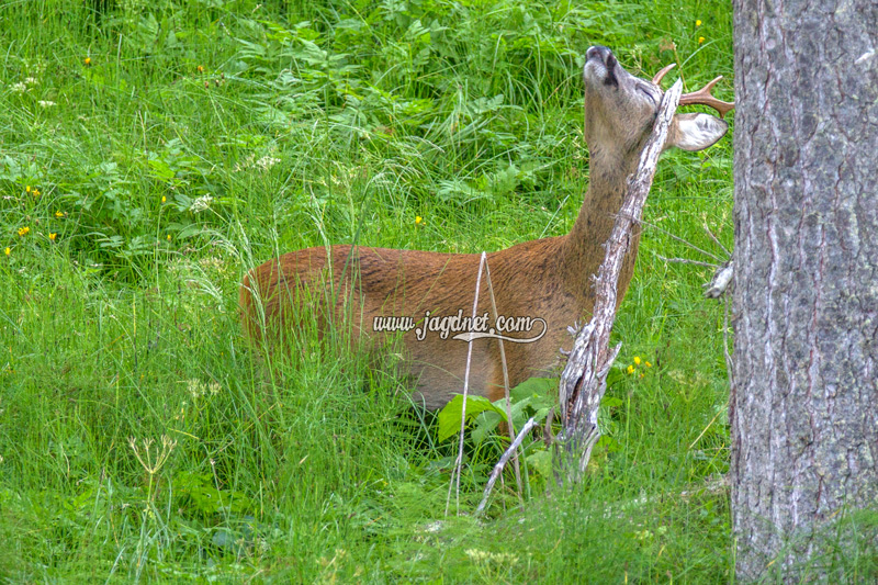 sommer-jagd-2016-8